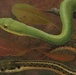 Nonvenomous Kentucky snakes