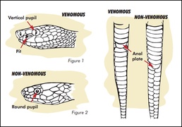 Identifying venomous versus nonvenomous snakes