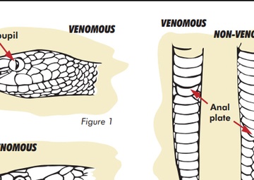 Snakes on a post — Be cautious, be aware