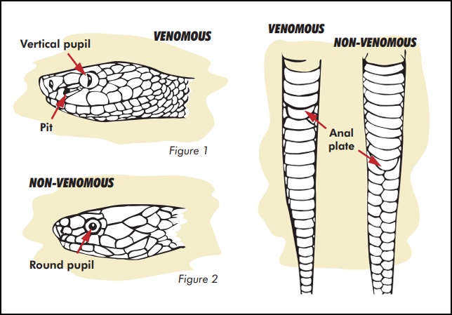Identifying venomous versus nonvenomous snakes