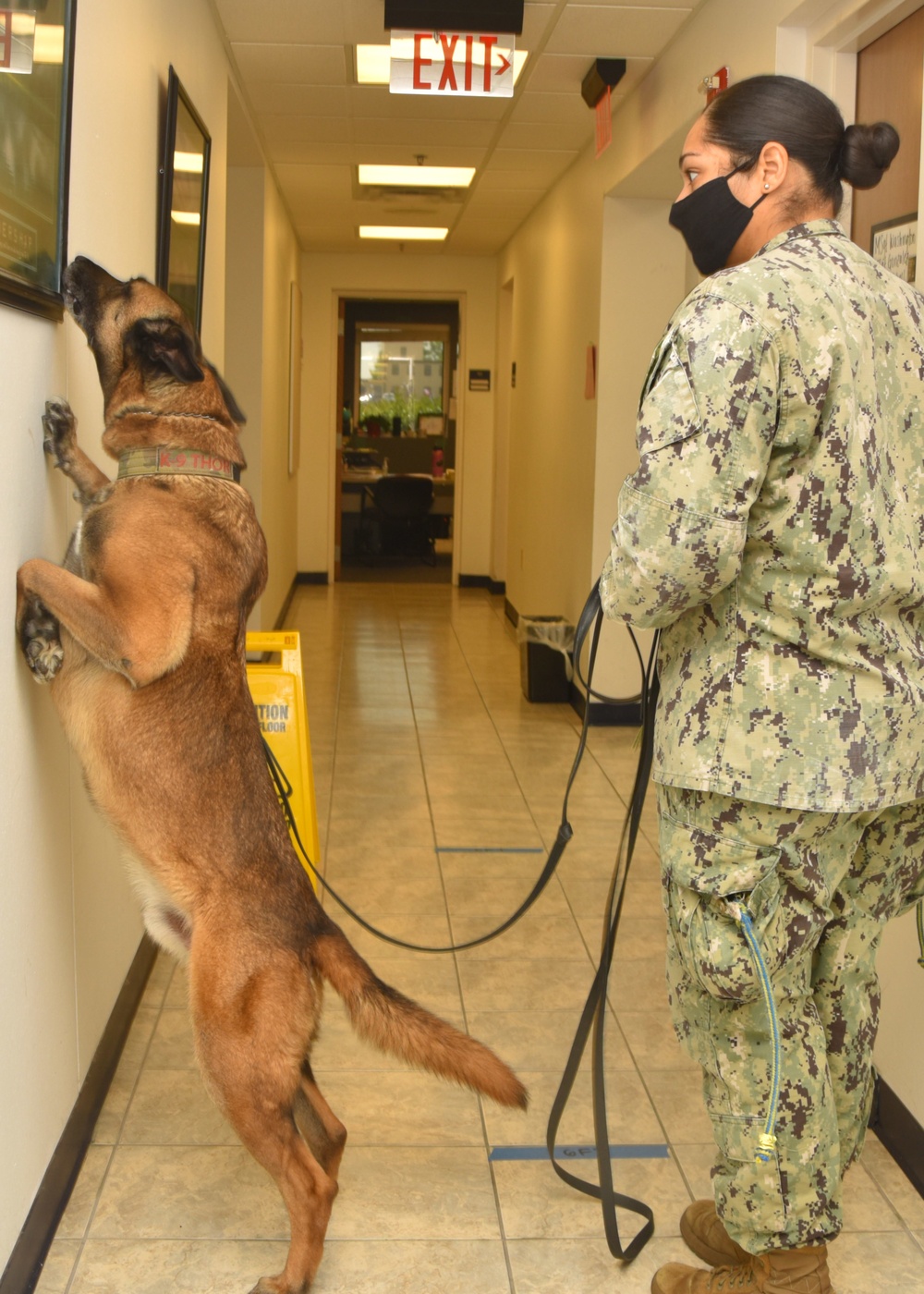 Dog Handler Certification