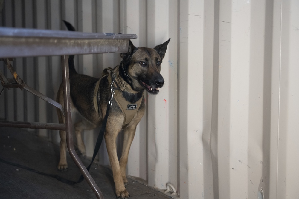 60th SFS partners with CDCR for K-9 joint-training