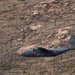 302nd Airlift Wing C-130 flies over Hayman fire scar