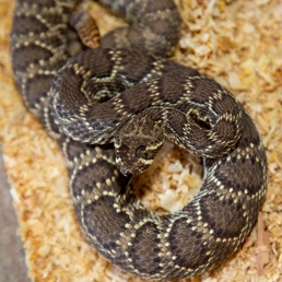 Watch for venomous critter of the Mojave Desert