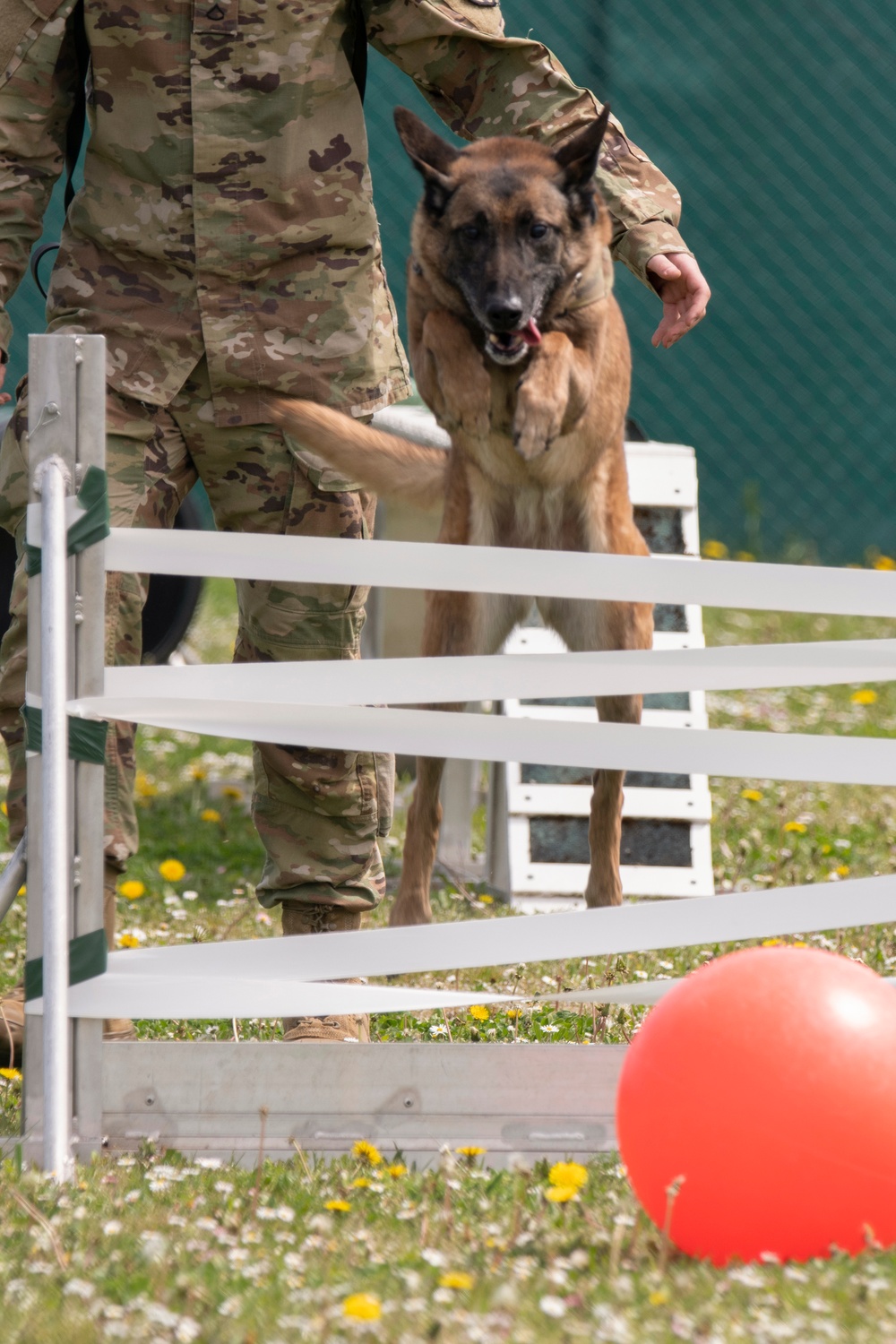 European military working dog competition