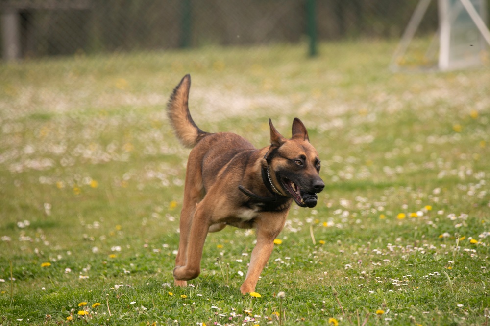 European military working dog competition