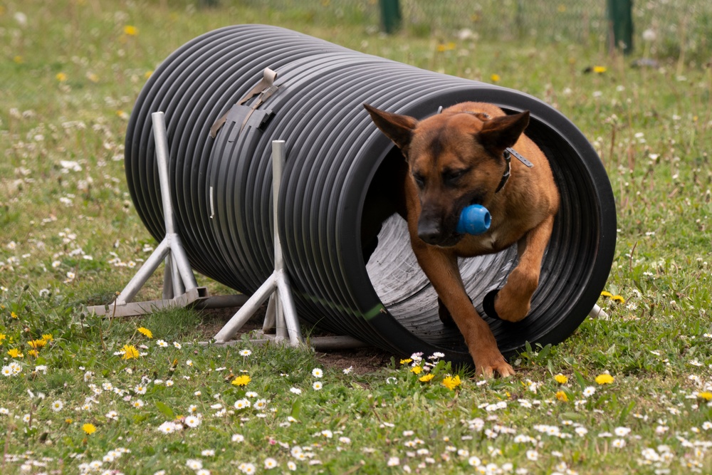 European military working dog competition