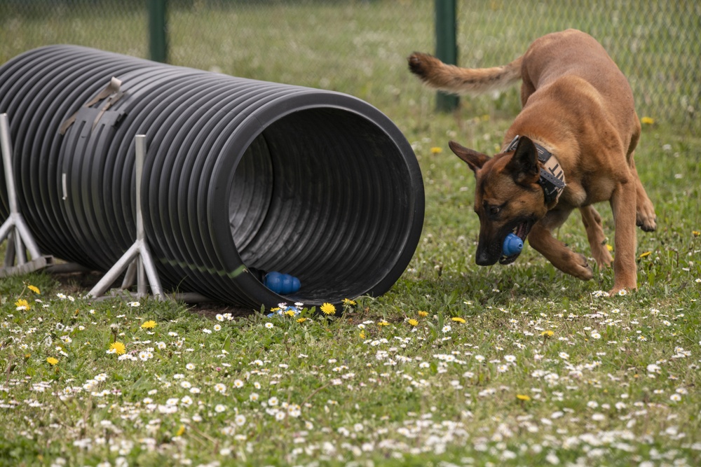 European military working dog competition