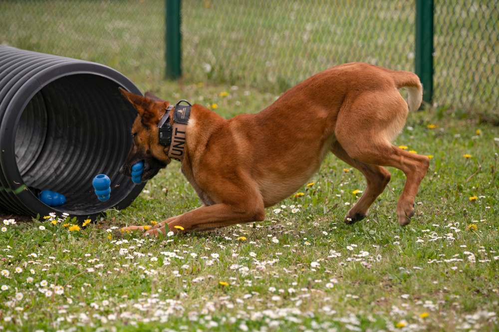 European military working dog competition