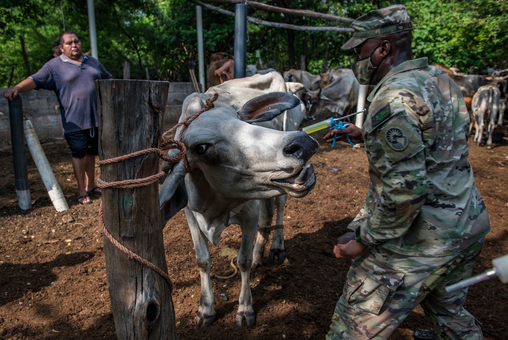 JTF-Bravo veterinary service vaccinates cattle in Tamarindo, El Salvador during Resolute Sentinel 21