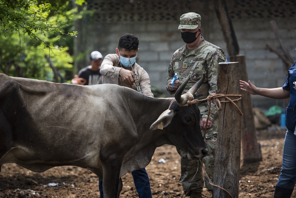 JTF-Bravo veterinary service vaccinates cattle in Tamarindo, El Salvador during Resolute Sentinel 21