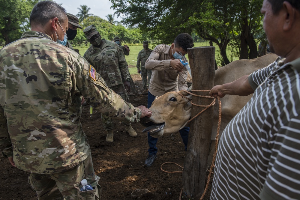 JTF-Bravo veterinary service vaccinates cattle in Tamarindo, El Salvador during Resolute Sentinel 21