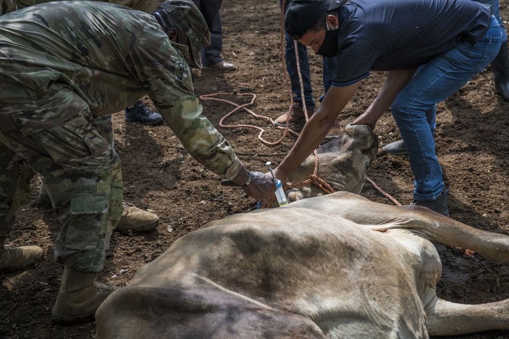 JTF-Bravo veterinary service vaccinates cattle in Tamarindo, El Salvador during Resolute Sentinel 21