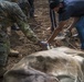 JTF-Bravo veterinary service vaccinates cattle in Tamarindo, El Salvador during Resolute Sentinel 21