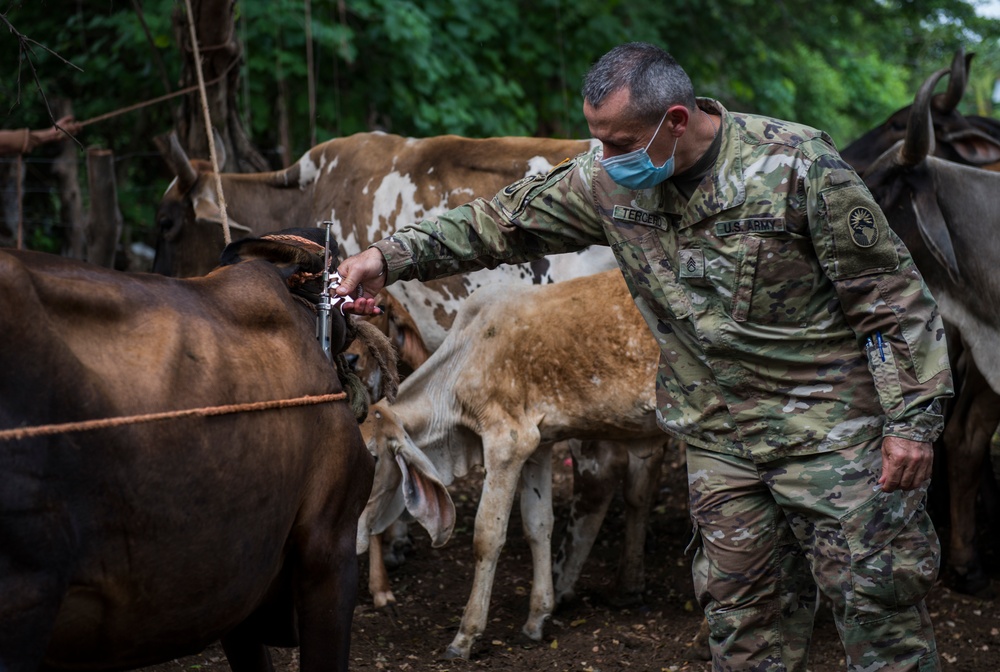 JTF-Bravo veterinary service vaccinates cattle in Tamarindo, El Salvador during Resolute Sentinel 21