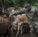 JTF-Bravo veterinary service vaccinates cattle in Tamarindo, El Salvador during Resolute Sentinel 21