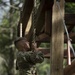 1st Special Forces Group Soldiers compete for Best Warrior Honors at an Obstacle Course