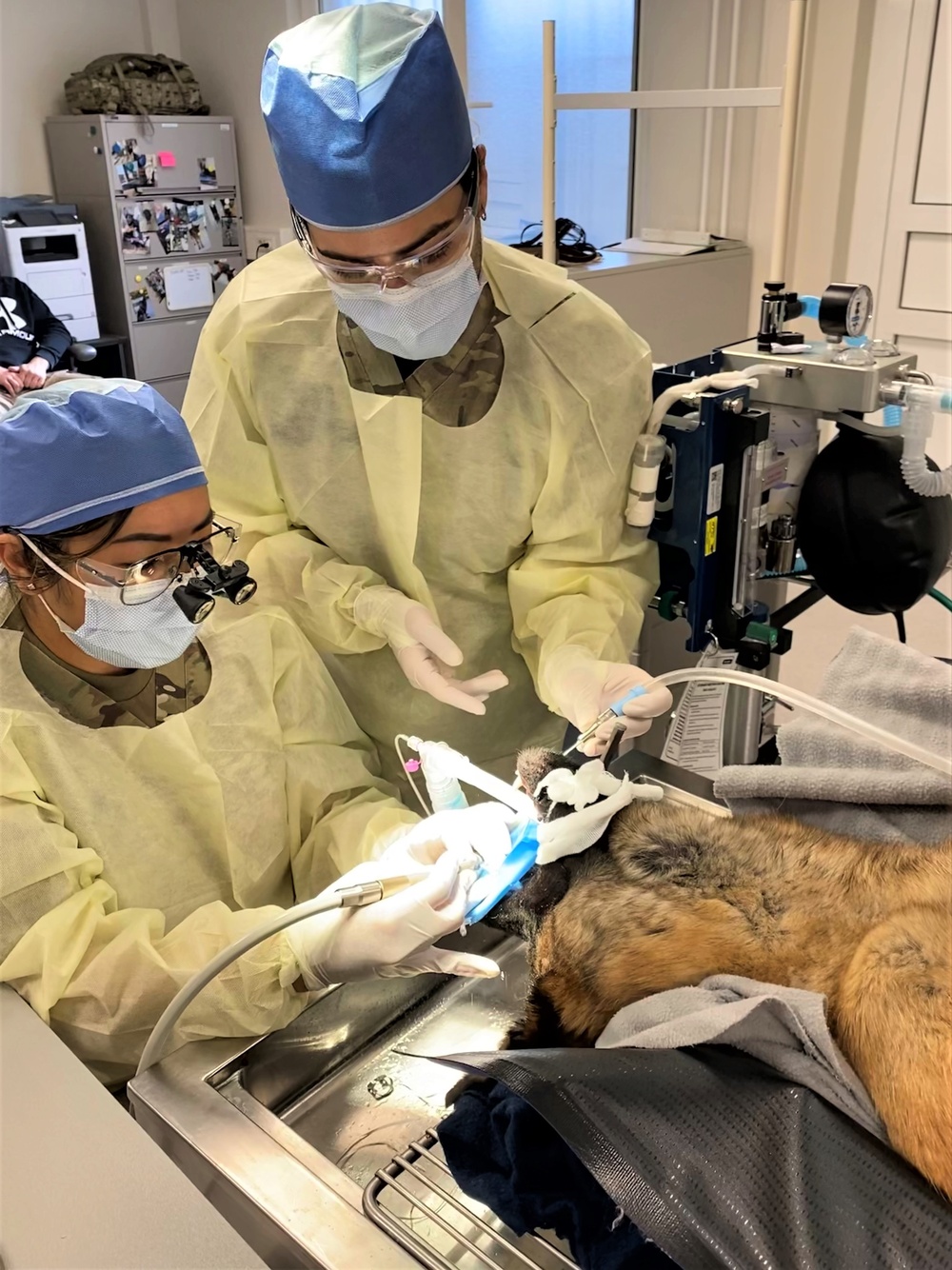 Army dentist roots out problem for military working dog