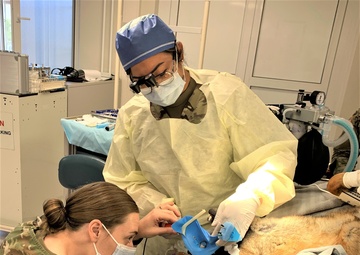 Army dentist roots out problem for military working dog