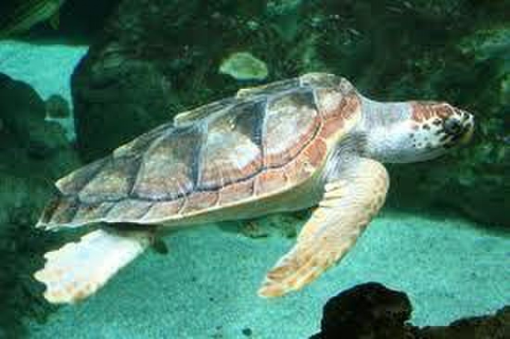 NUWC Division Newport team develops new model for estimating abundance of loggerhead turtles in the Mediterranean