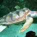 NUWC Division Newport team develops new model for estimating abundance of loggerhead turtles in the Mediterranean