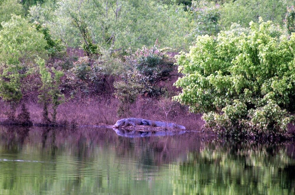 Alligators reside in Redstone’s circle of wildlife