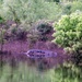 Alligators reside in Redstone’s circle of wildlife