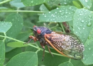 Despite their appearance: cicadas are harmless say Army entomologists
