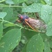 Despite their appearance: cicadas are harmless say Army entomologists
