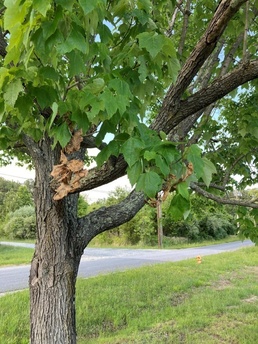 Despite their appearance: cicadas are harmless say Army entomologists