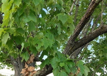 Despite their appearance: cicadas are harmless say Army entomologists