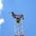 Radio communications tower erected at the 177th Fighter Wing of the New Jersey Air National Guard Three workers are performing maintenance or construction work at the top of a lattice tower structure against a clear blue sky. The workers are equipped with safety harnesses and ropes, with one appearing to point in a direction while another holds a bucket. The tower is painted white and red, consistent with a communications or antenna tower.