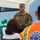 COVID-19 supplies replenished at Honduran clinic with help from JTF-B