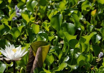 A Simple Device manages the Eco-scape