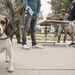 11th MEU Marines conduct NEO training