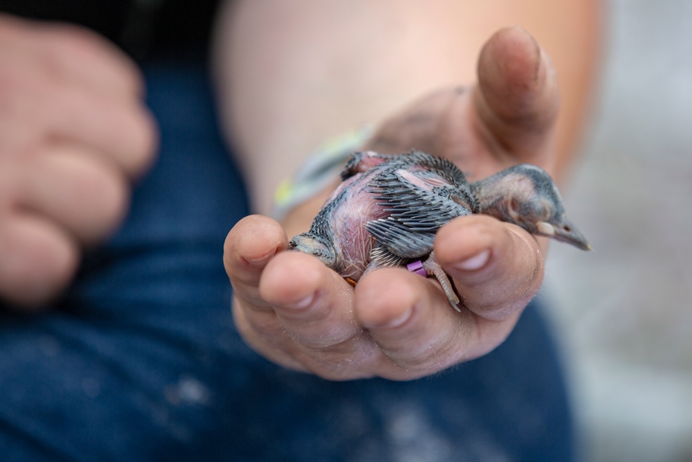 Wildlife Conservation on Marine Corps Base Camp Lejeune