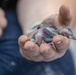 Wildlife Conservation on Marine Corps Base Camp Lejeune