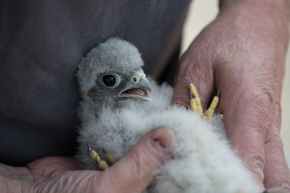 Protected Birds Banding 2021