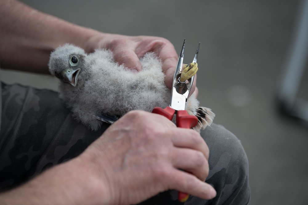 Protected Birds Banding 2021