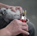 Protected Birds Banding 2021