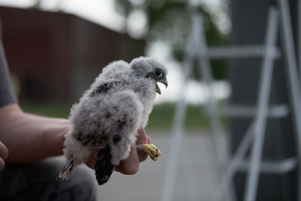 Protected Birds Banding 2021