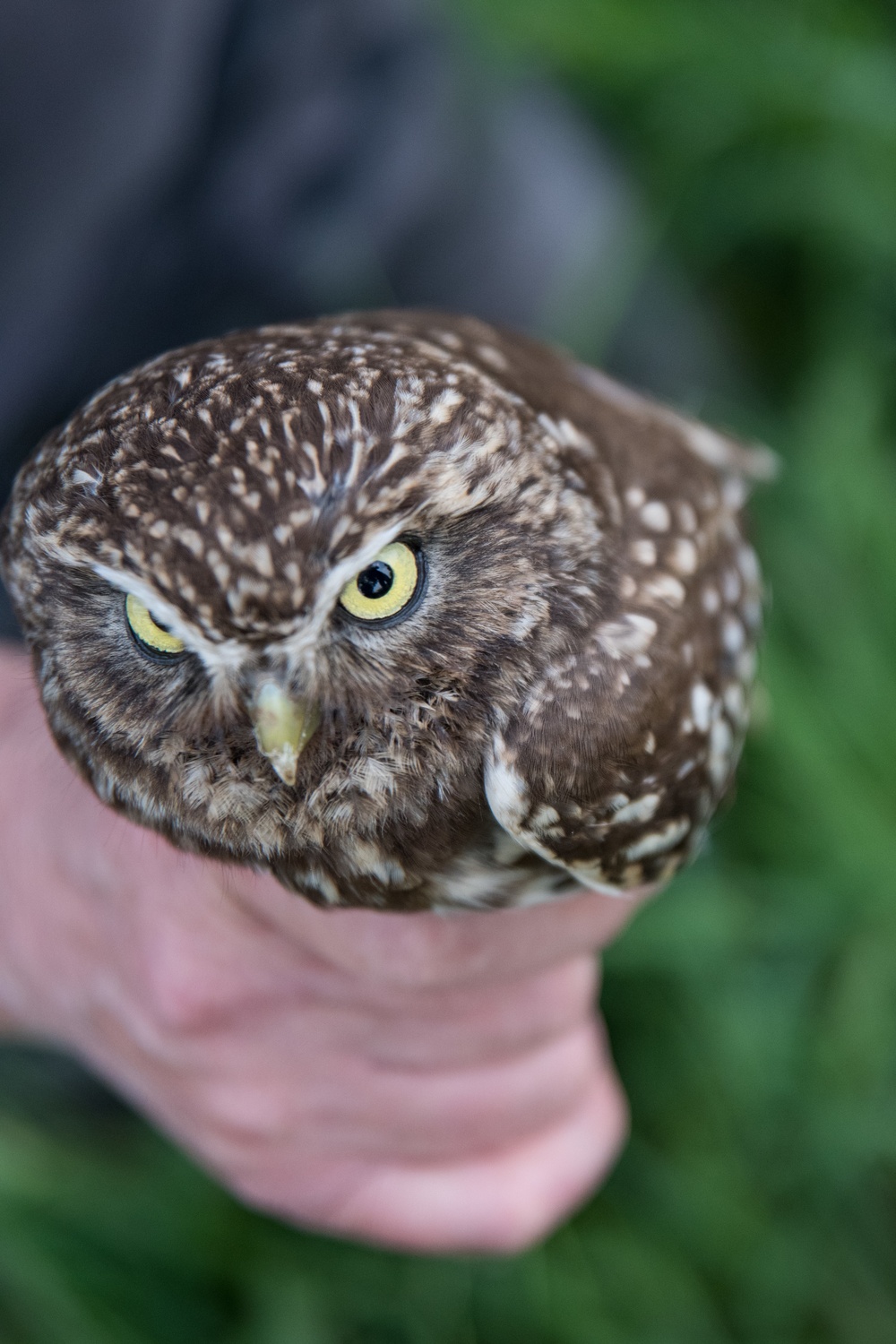 Protected Birds Banding 2021