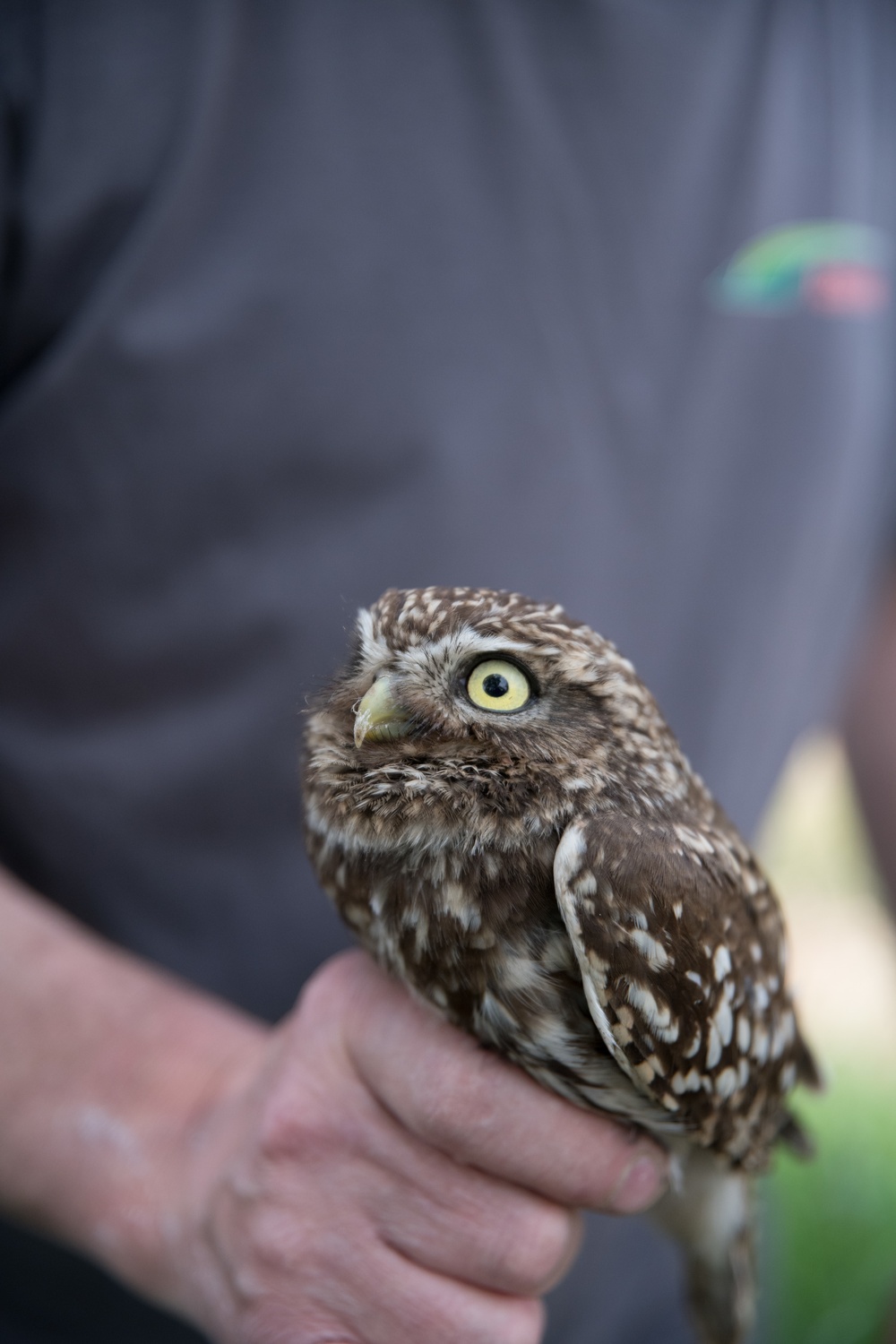 Protected Birds Banding 2021