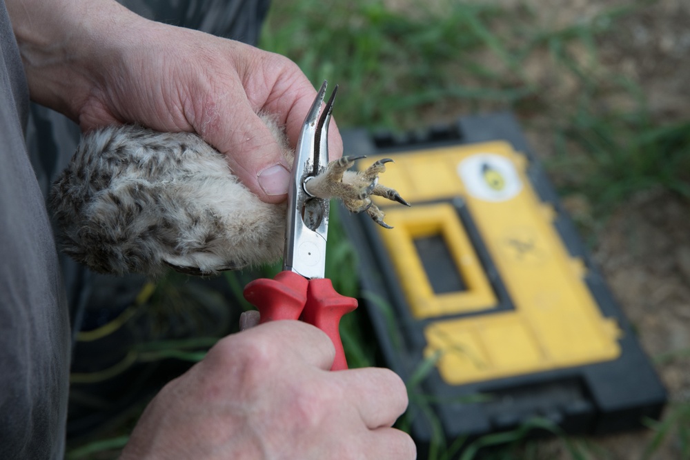 Protected Birds Banding 2021