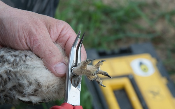 Protected Birds Banding 2021