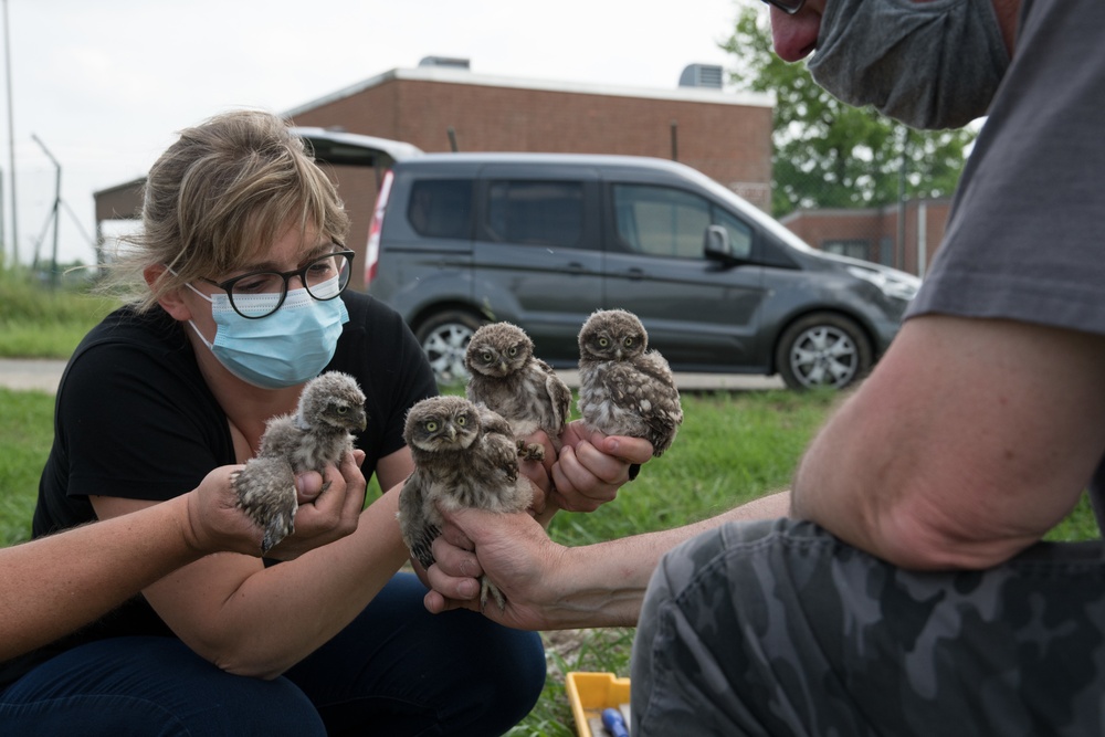 Protected Birds Banding 2021