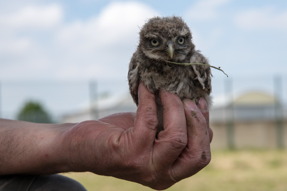 Protected Birds Banding 2021