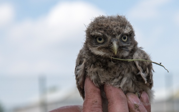 Protected Birds Banding 2021