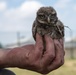 Protected Birds Banding 2021