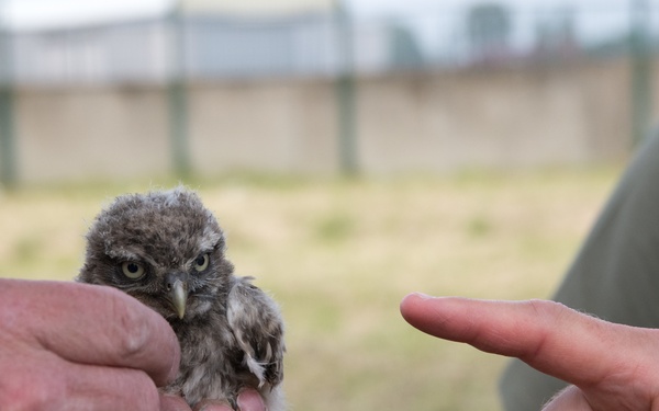 Protected Birds Banding 2021